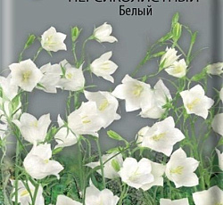 Колокольчик персиколистный Белый