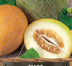 Дыня Ранняя 133