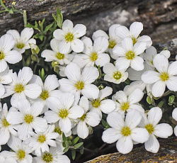 Аренария Снежинки