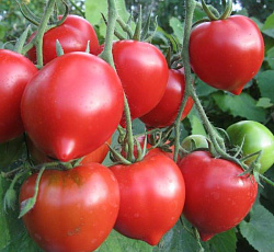 Томат Юбилейный Тарасенко