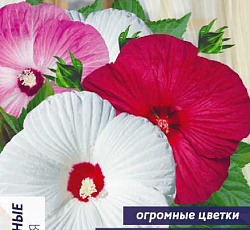 Гибискус Хонеймун Смесь F1