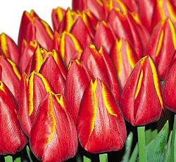 Тюльпан (Российский Гигант) - Маршал Жуков