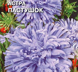 Астра Страусово перо Пастушок