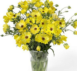 Лютик (гибридный) - Баттерфляй Артемида