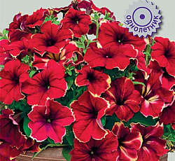 Петуния гибридная Романтика Софи