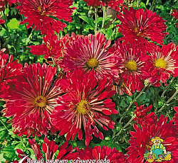 Хризантема (корейская) - Вересневый бисер