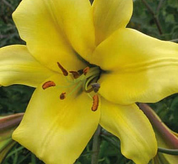 Лилия (трубчатая) - Голден Сплендор
