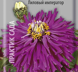 Цинния кактусовидная Лиловый император