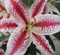 Лилия (восточная) - Тайгер Вудс