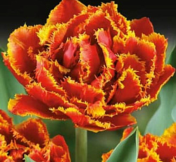 Тюльпан (Бахромчатый) - Фриндж Бьюти (Люкс)