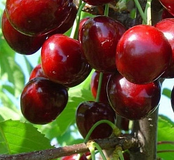 Черешня - Теремошка