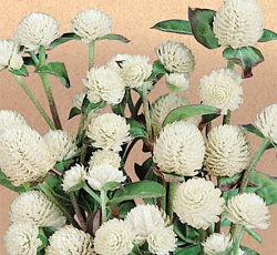 Гомфрена Белла Вайт