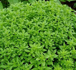 Базилик Шалун