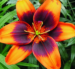 Лилия (азиатская) - Изи Самба