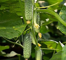 Огурец Саввин F1