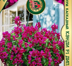 Антирринум каскадный Кэнди F1 Дип Парпл