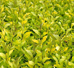 Дерен (белый) - Ауреа