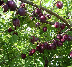 Слива - Стартовая