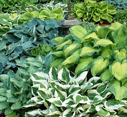 Хоста гибридная Микси смесь сортов