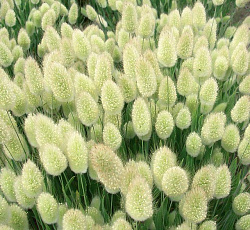 Зайцехвост