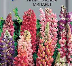 Люпин низкорослый Минарет