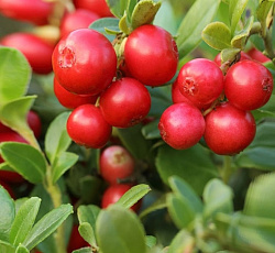 Брусника - Ред Перл