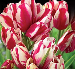 Тюльпан (Многоцветковый) - Флеминг Клаб