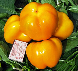 Перец сладкий Оранжевый юбилейный