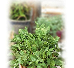 Щавель Скандинав