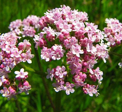 Валериана лекарственная Ульяна