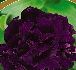 Петуния махровая Дабл каскад блю