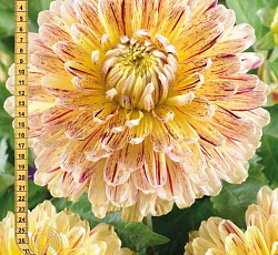 Георгина (декоративная) - Кембридж