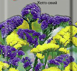 Статица Талисман Желто-синий