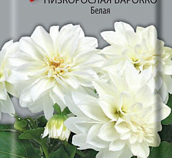 Георгина низкорослая Барокко Белая