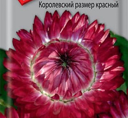 Гелихризум Королевский размер красный