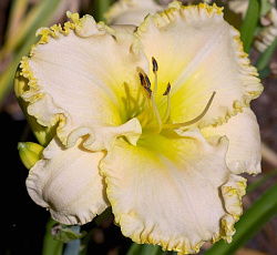 Лилейник (гибридный) - Спейскоуст Уайт Аут (Люкс)