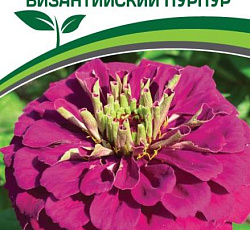 Цинния георгиновидная "Фэнтези" F1 Византийский Пурпур