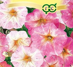 Петуния многоцветковая Дольче Флоренция F1