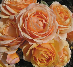 Роза (флорибунда) - Йорс ин Континьюд Френдшип