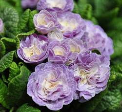 Примула (обыкновенная) - Камайе (Люкс)