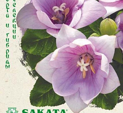 Платикодон крупноцветковый Исида F1