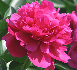 Пион (Травянистый) - Августин д'Ур