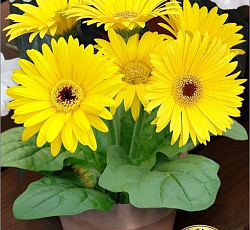 Гербера горшечная Колорблум Ело Дарк Ай