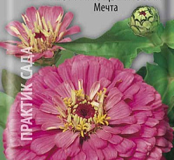 Цинния георгиноцветковая Мечта