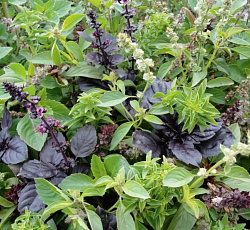 Базилик Шесть ароматов