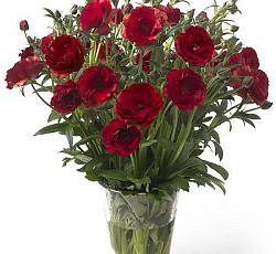 Лютик (гибридный) - Баттерфляй Аид