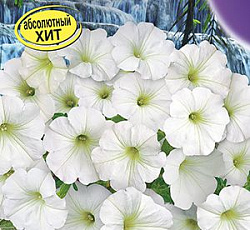 Петуния Водопадия белая F1 (многоцветковая)