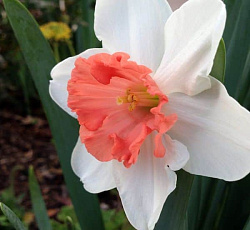 Нарцисс (крупнокорончатый) - Саломе