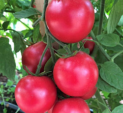 Томат Малиновый земледелец F1