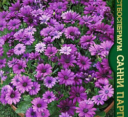 Остеоспермум Санни Парпл